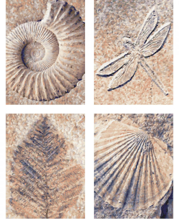 Fosilie (4 obrazy v balení 18 x 24 cm)